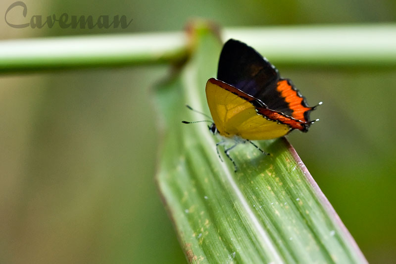 Heliophorus ila malaya - male