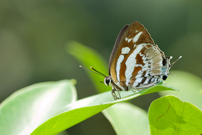 Iraota rochana boswelliana (Scarce Silverstreak)
