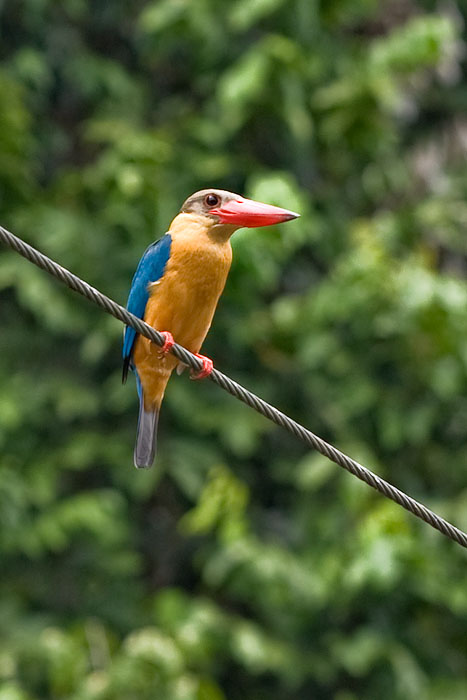 bird