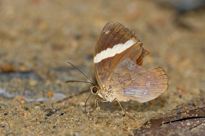 Xanthotaenia busiris busiris