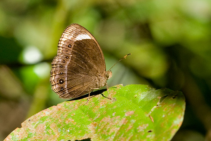 Mycalesis anaxias senoi