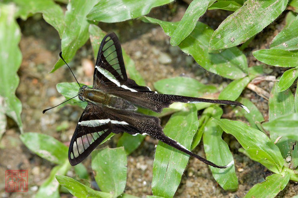 Lamproptera curius curius(White Dragontail)