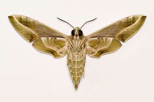 Daphnis nerii (Oleander Hawk Moth) Ux