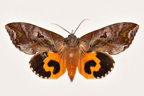 Eudocima phalonia (female) Up