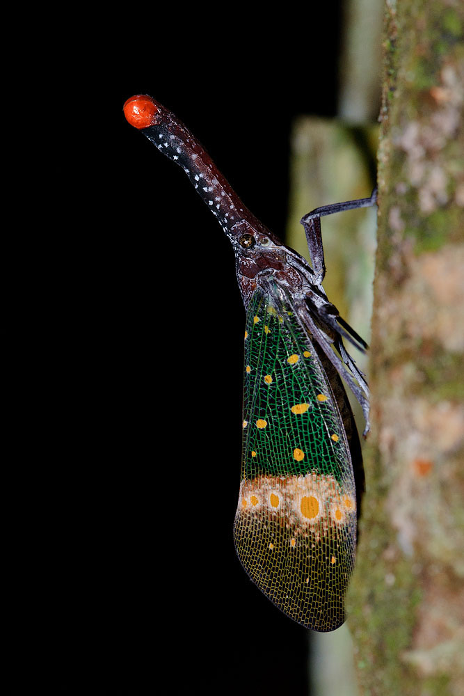 Pyrops pyrorhyncha