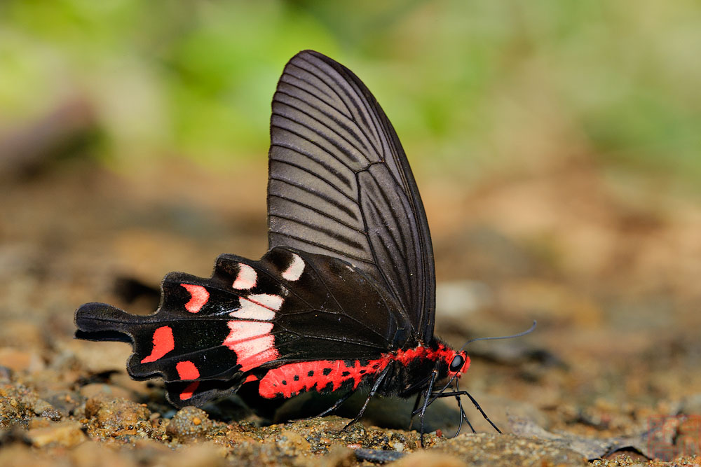 Atrophaneura adamsoni