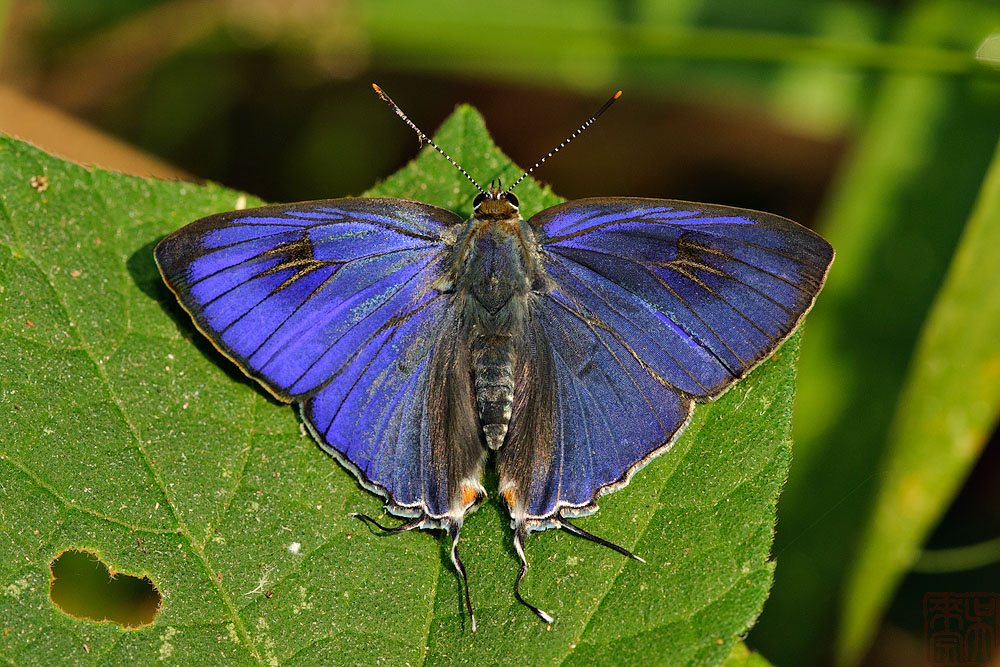 Hypolycaena erylus (Common Tit)