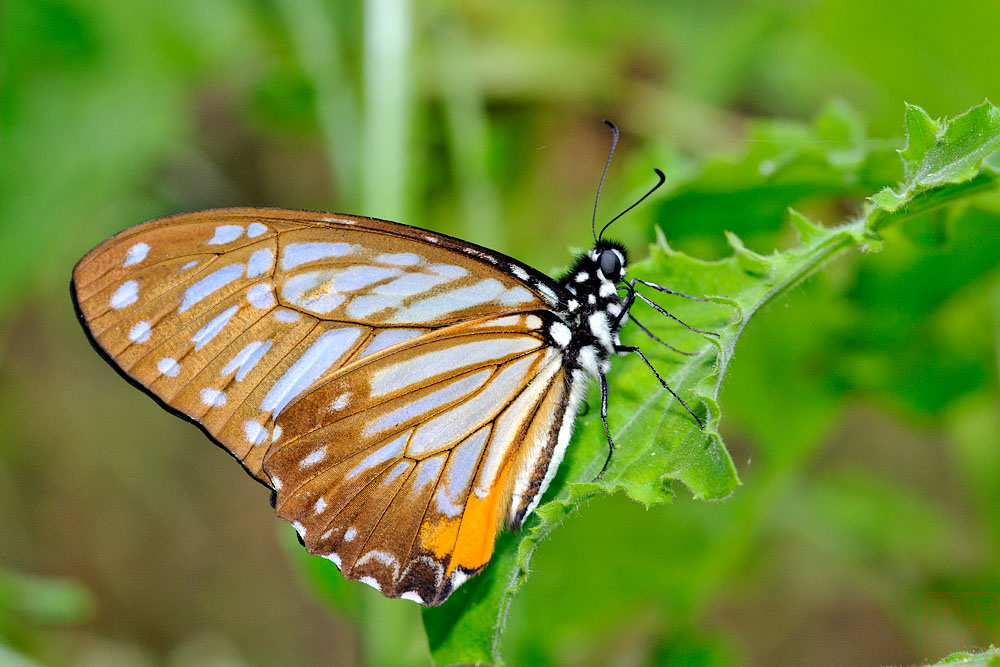Graphium xenocles (The Great Zebra)