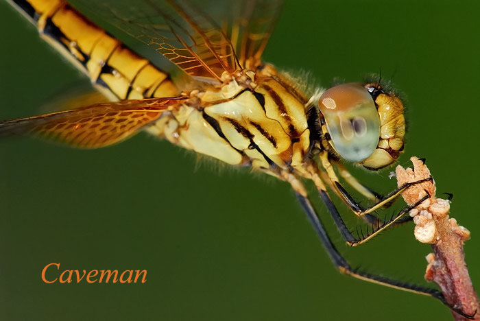 Crocothemis servilia servilia (female)