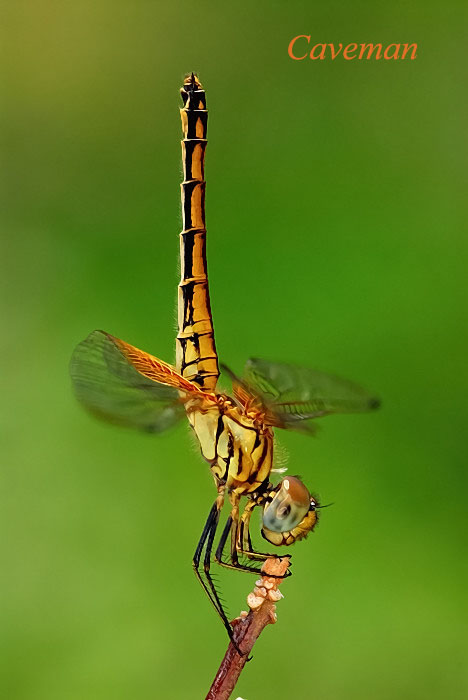 Crocothemis servilia servilia (female)