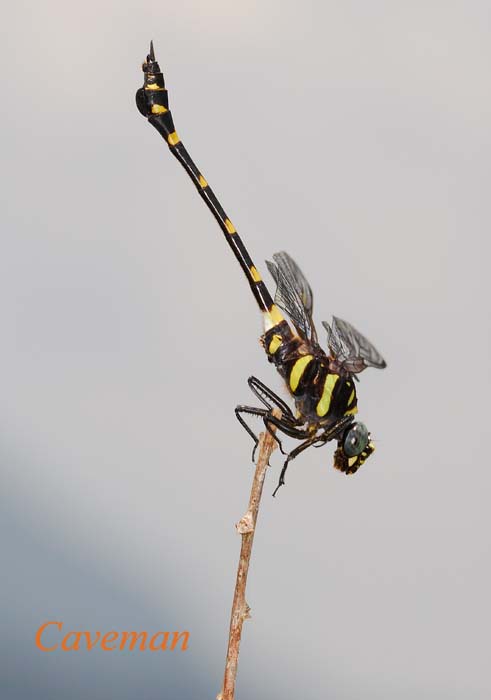 Ictinogomphus decoratus