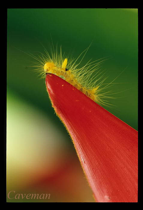moth