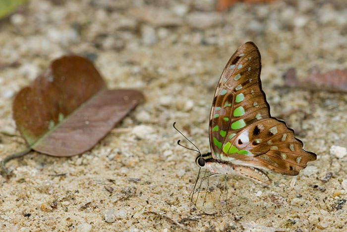 Graphium agamemnon agamemnon(Tailed Jay)