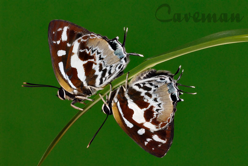 Iraota rochana boswelliana (Scarce Silverstreak)