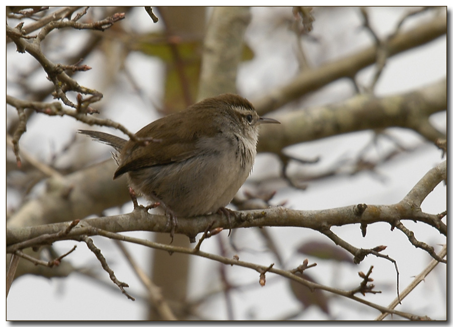 Marsh Wren