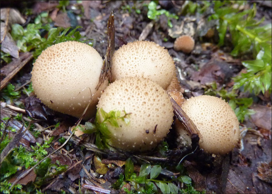 Gem-studded Puffballs