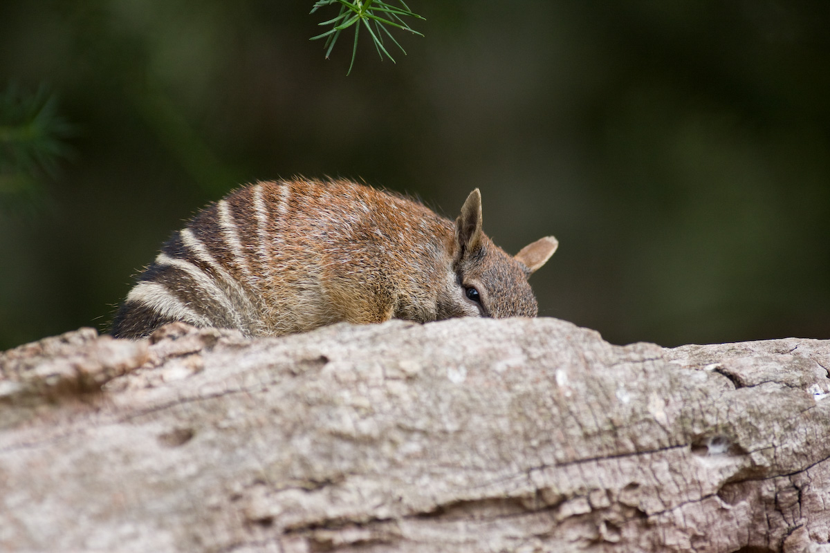 Perth Zoo Numbat