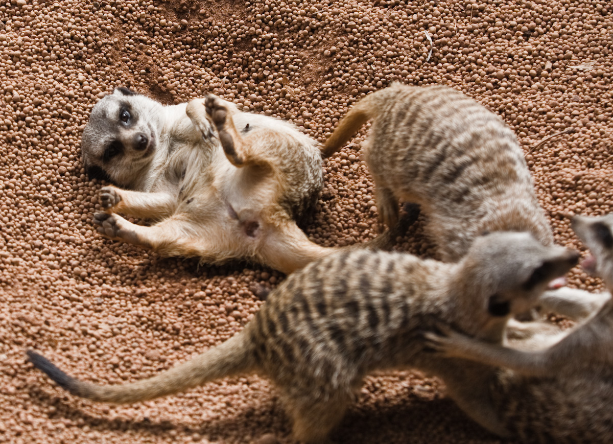 Perth Zoo Meerkats