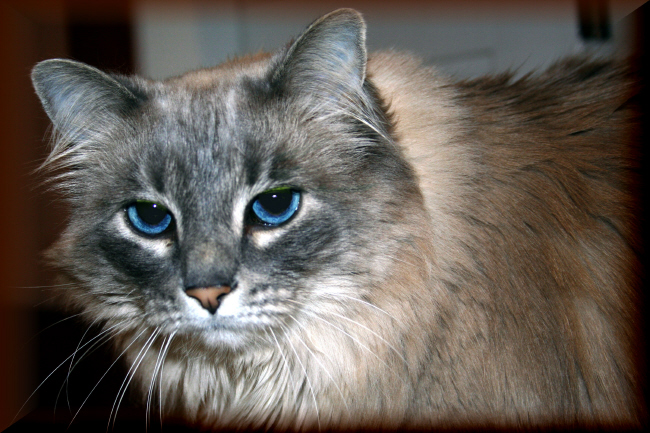 Ol Blue Eyes