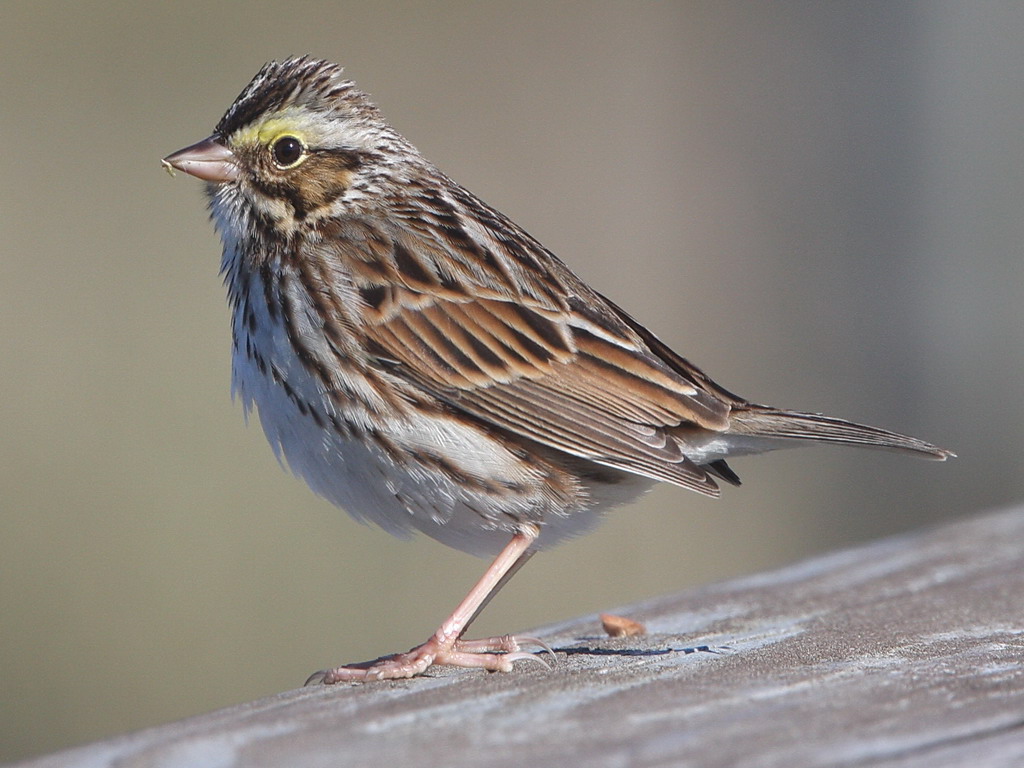 Savannah Sparrow