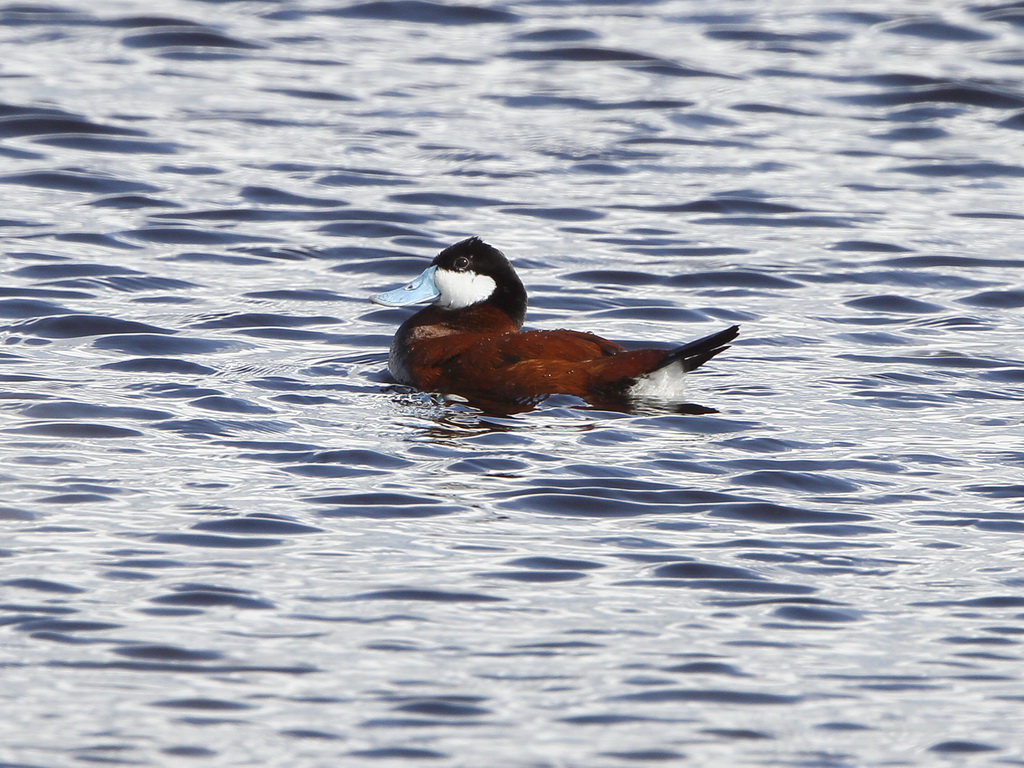 Ruddy Duck