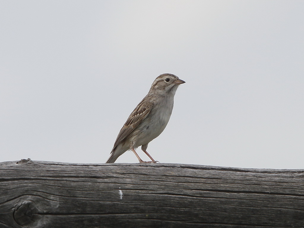 Brewers Sparrow