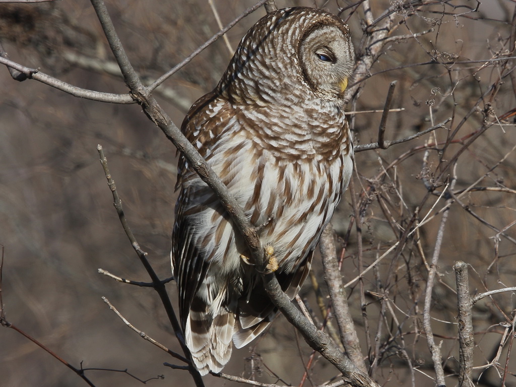 Barred Owl