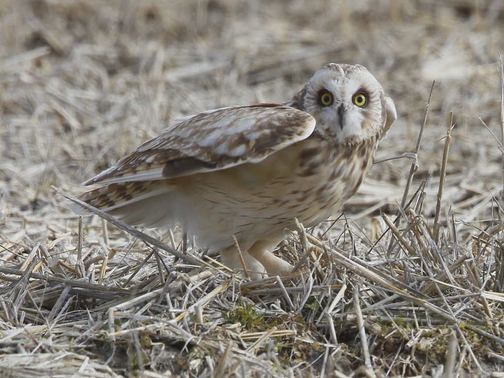 Short-eared Owl