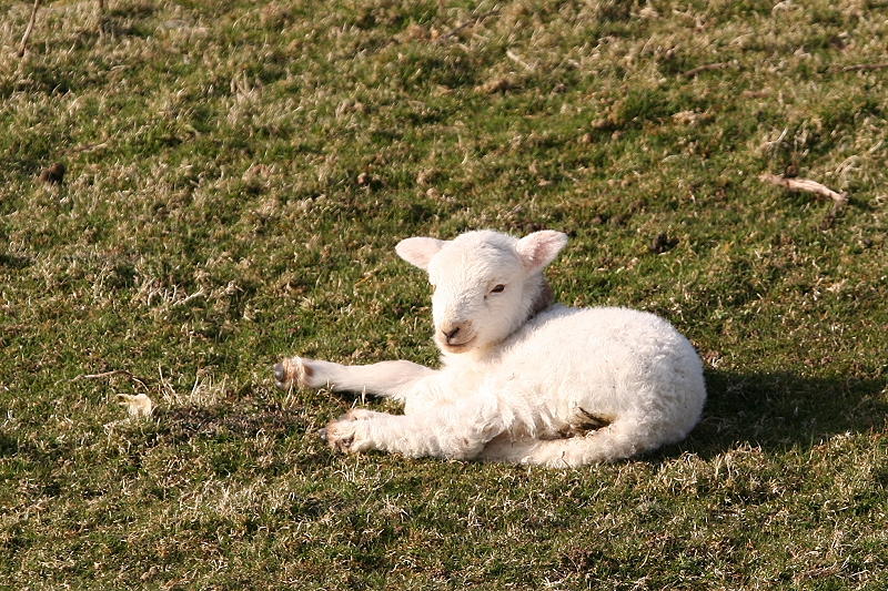 Lamb.JPG