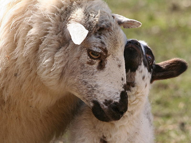 Lamb 5.JPG