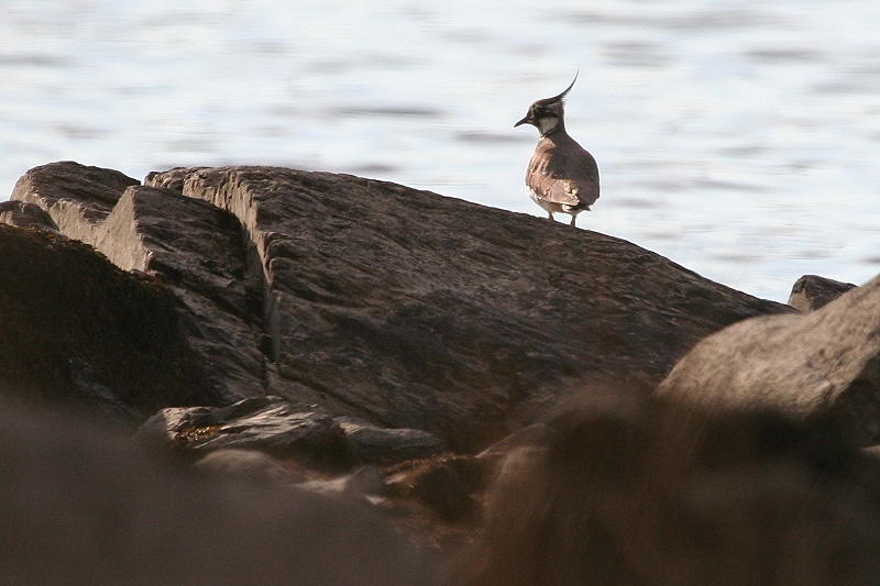 Lapwing.JPG