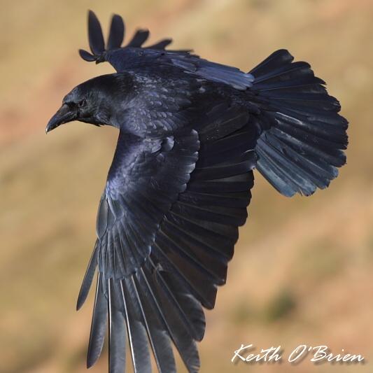 Carrion Crow 1