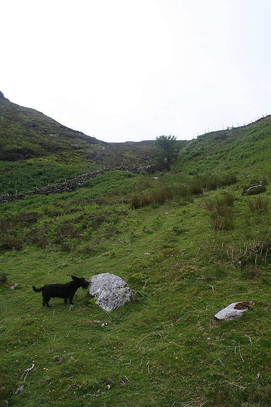 Bruce Checks the Scent Trail