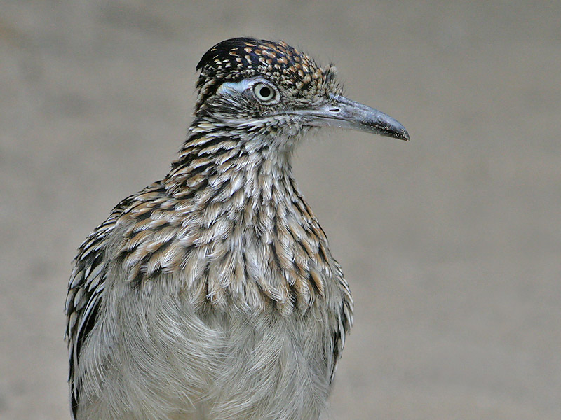 Grote Renkoekoek - Greater Roadrunner - Geococcyx californianus