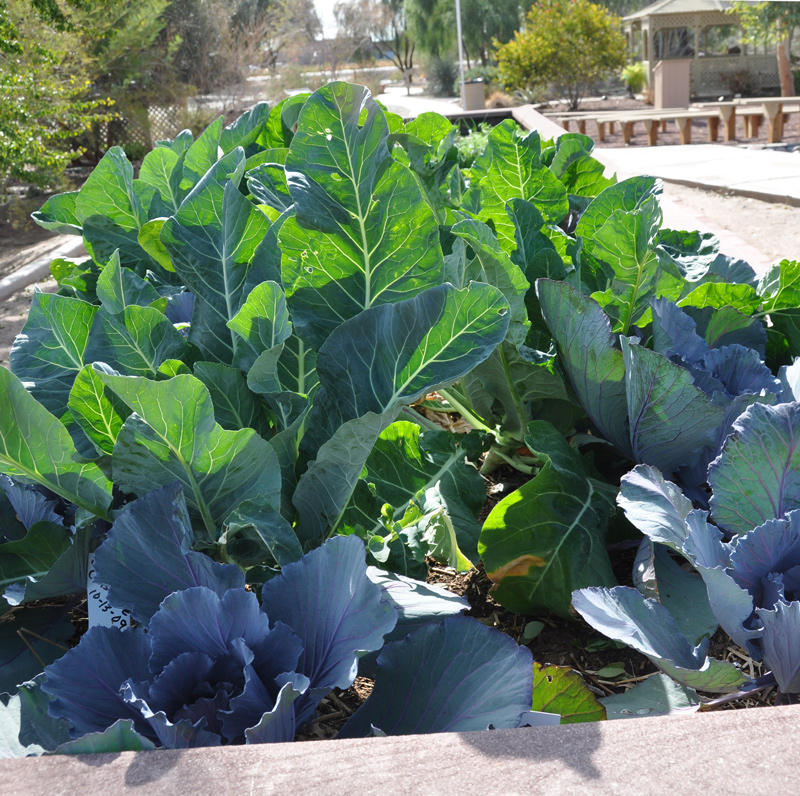 cabbage-and-swiss-chard