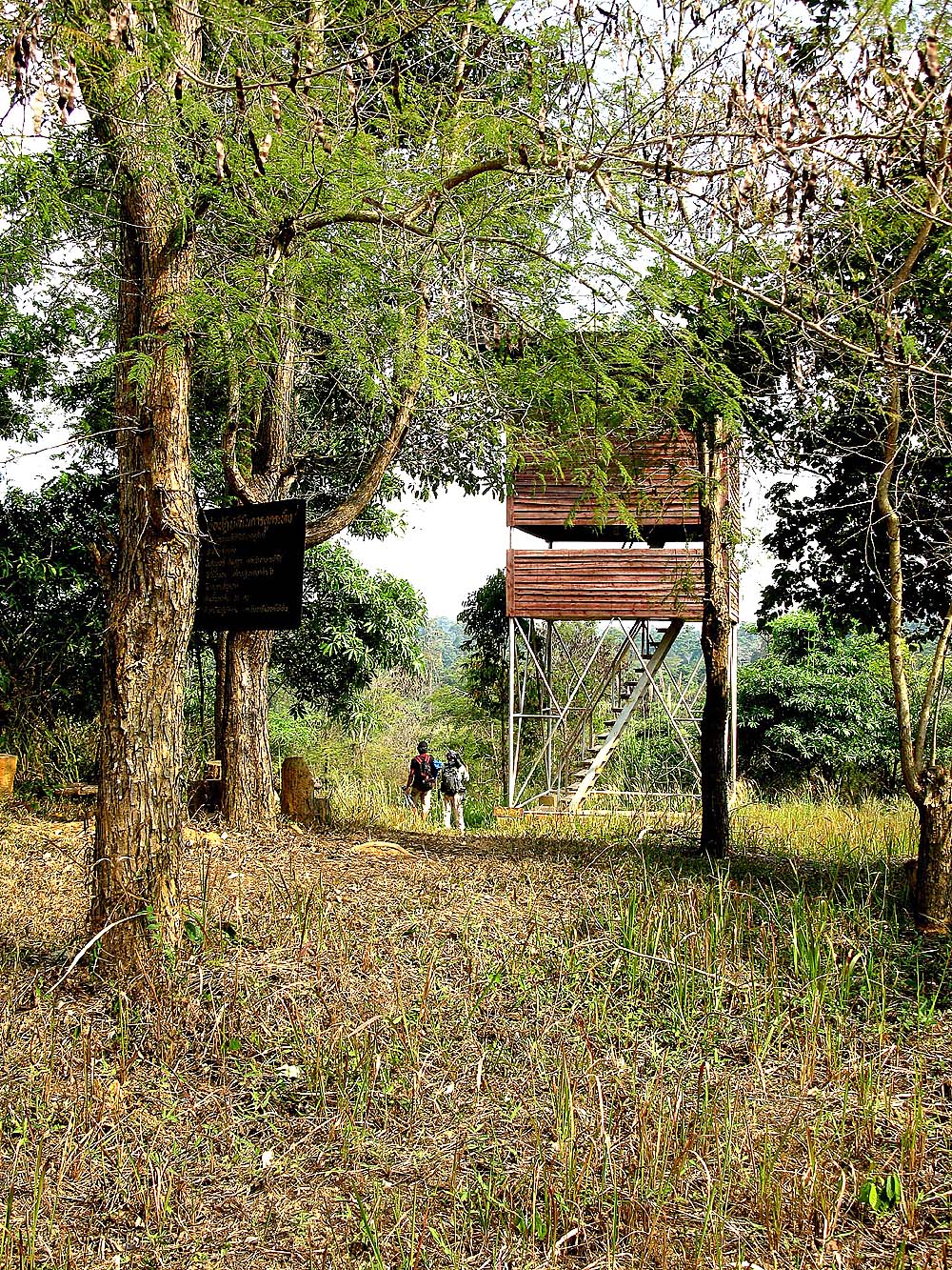 Gaur -watch-tower. Khao Yai NP Thailand. 100201. Stefan Lithner