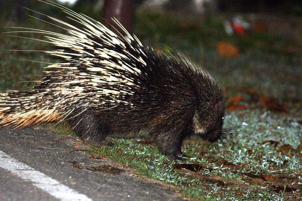 Malayan Porcupine (Hystrix brachyura) Khao Yai NP Thailand 100131 Stefan Lithner