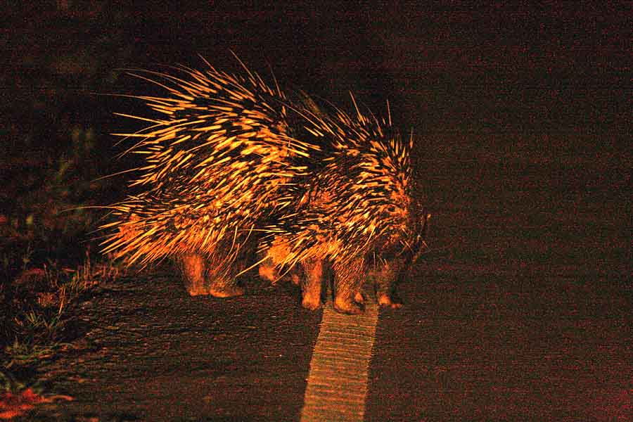Female and young Malayan Porcupine (Hystrix brachyura) Khao Yai NP Thailand 100131 Stefan Lithner