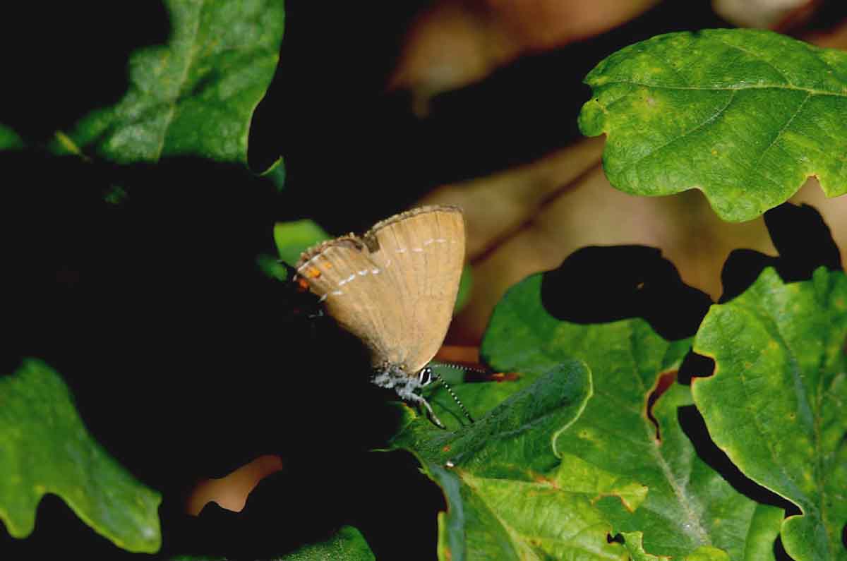 Satyrium ilicis (krattsnabbvinge) 500 m NO Flodahusdammen (Sk) 100716 Stefan Lithner