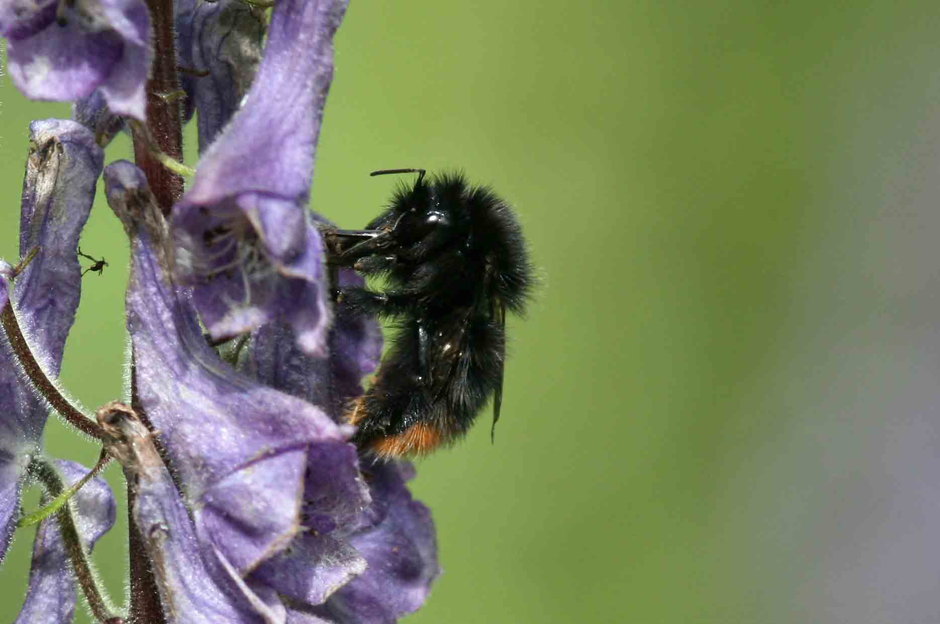 Bombus wurflenii (tjuvhumla) Funsdalen-Vivallen (Hjd) 100728 Stefan Lithner