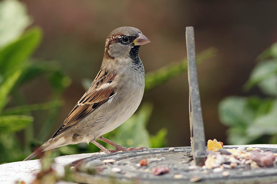 Male House Sparrow