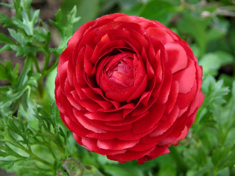 Young Ranunculus