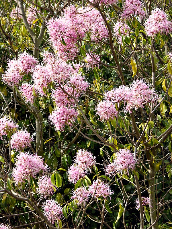 Chinese Fringe Flower ??