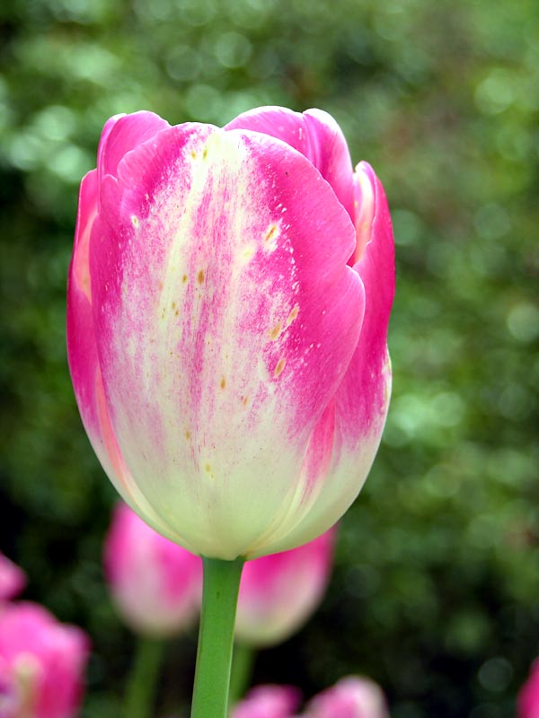 Darwin Hybrid Tulip Parade