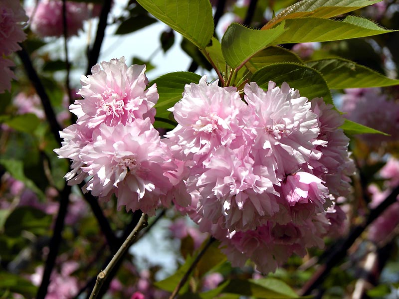 Japanese Flowering Cherry (closeup)