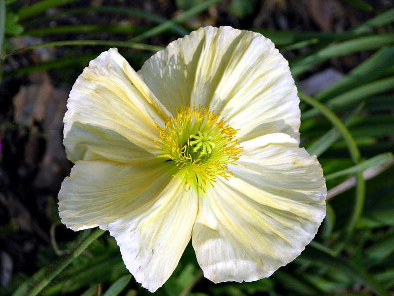 Icelandic Poppy