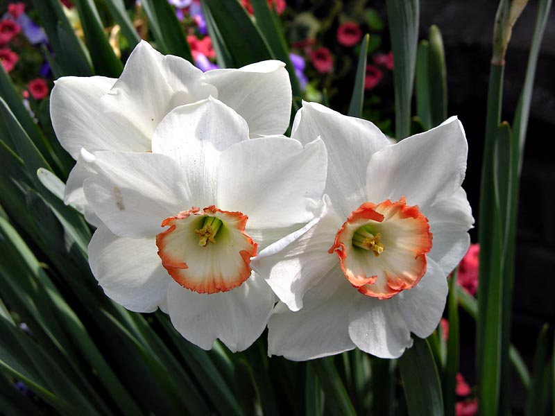 Daffodil's at Descanso