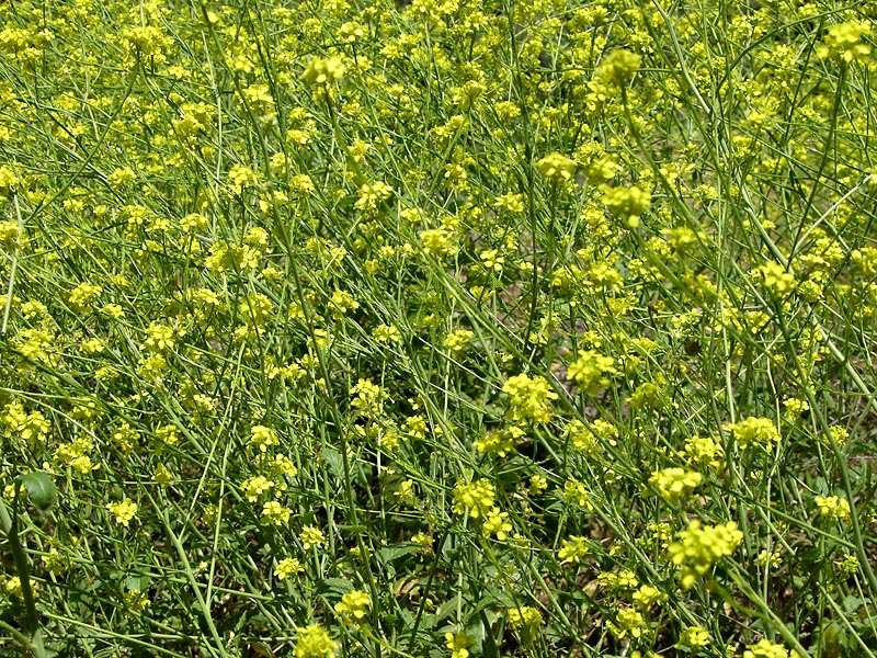 Wild Mustard