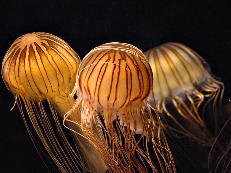 Pacific Sea Nettles