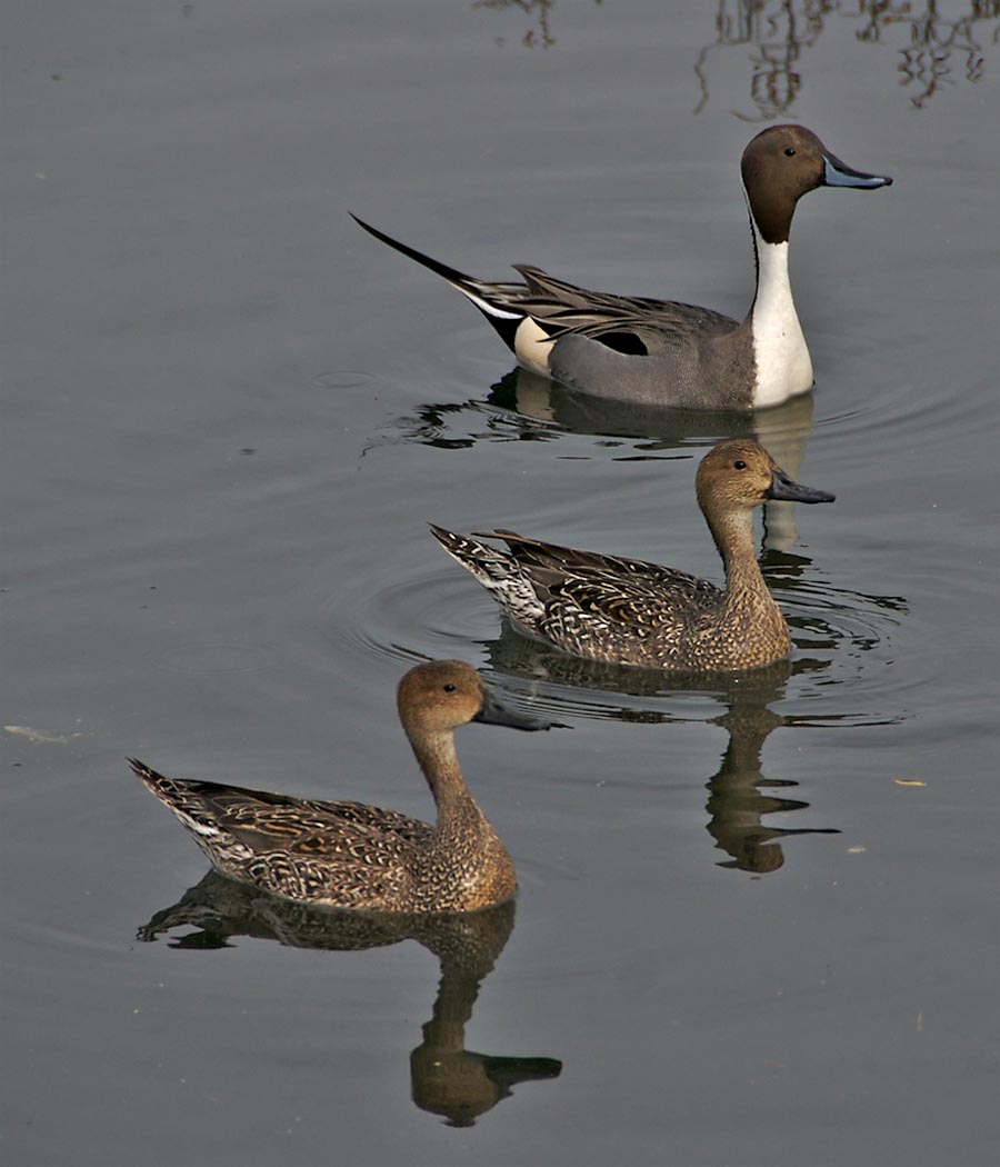 Northern Pintails